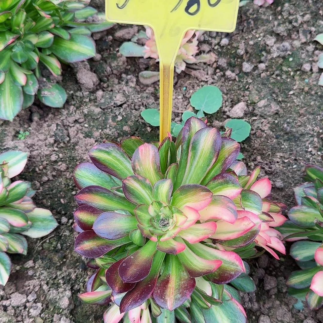 素****85-380---多头多肉植物