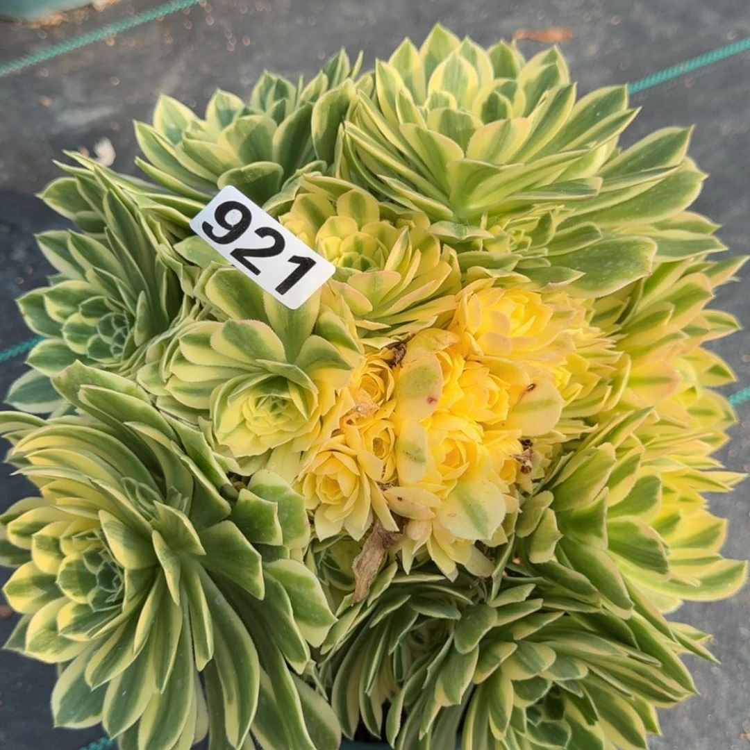 921芳华多肉植物