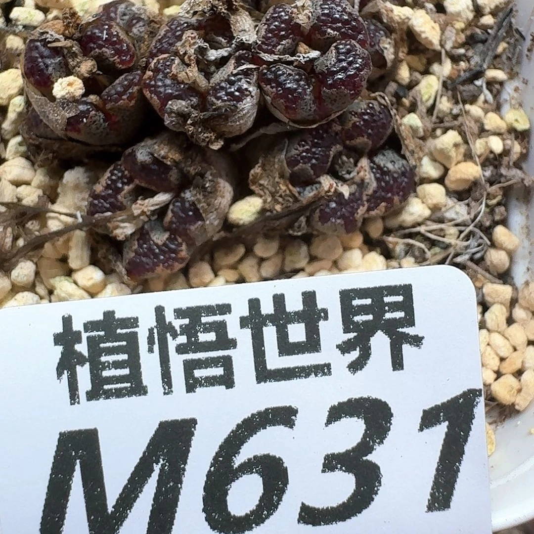 多肉植物的润泽地是fg