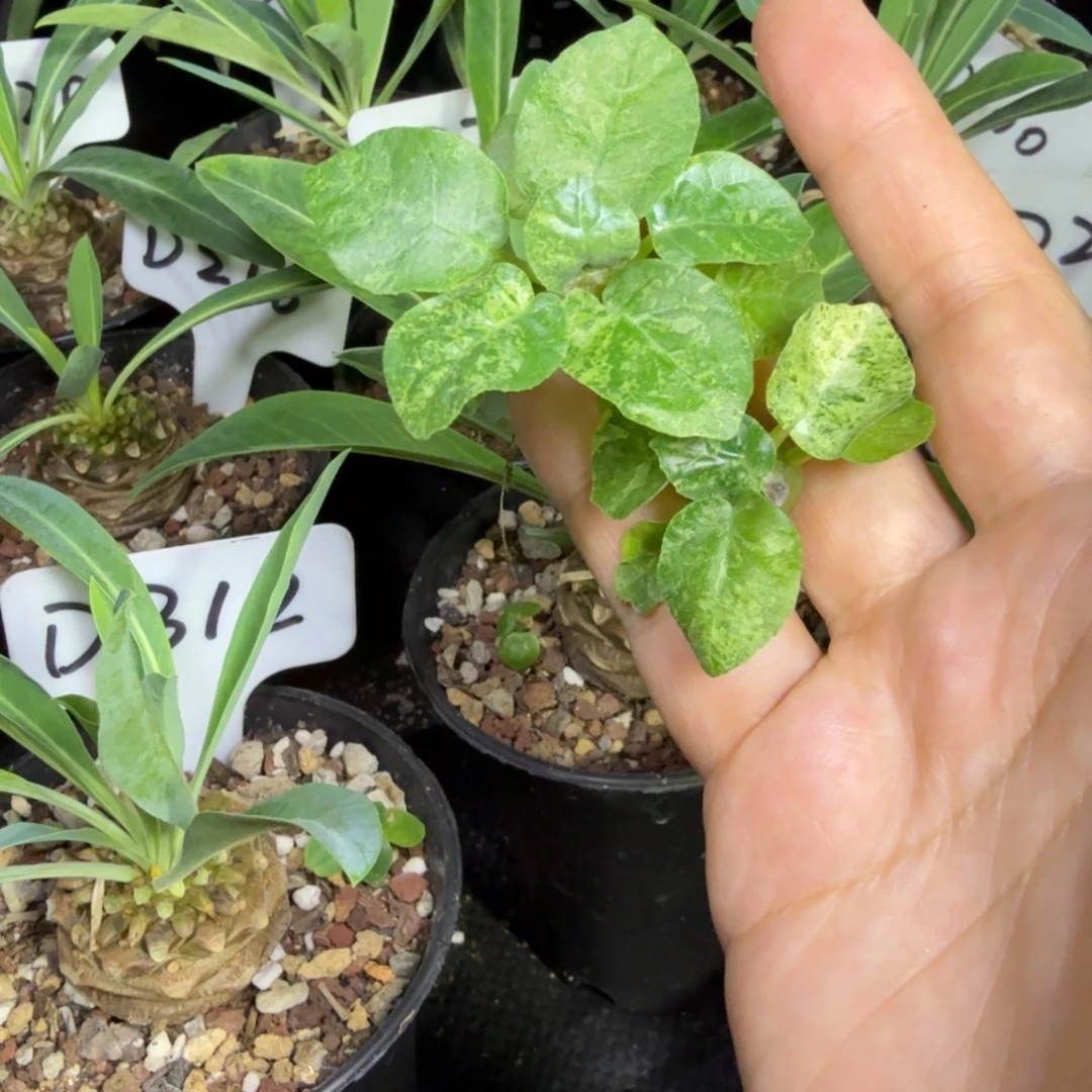 …***一福利两颗棉叶琉桑锦