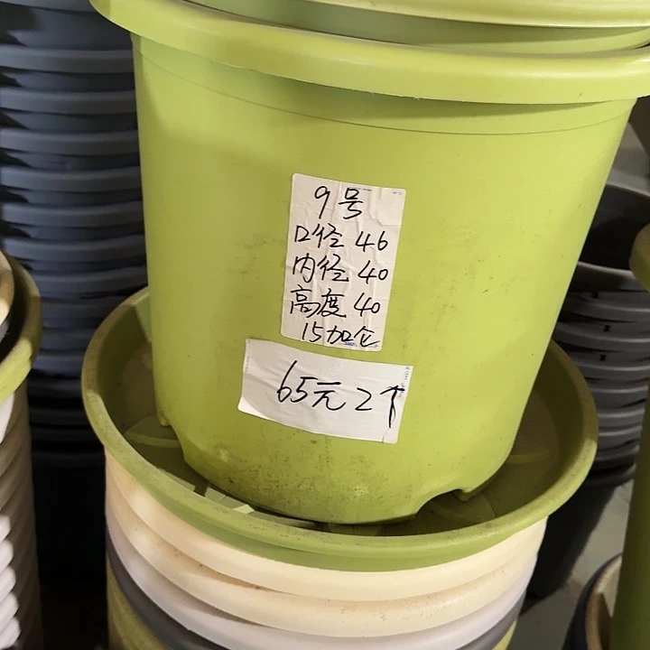 四季9号果绿无托3个特价微瑕
