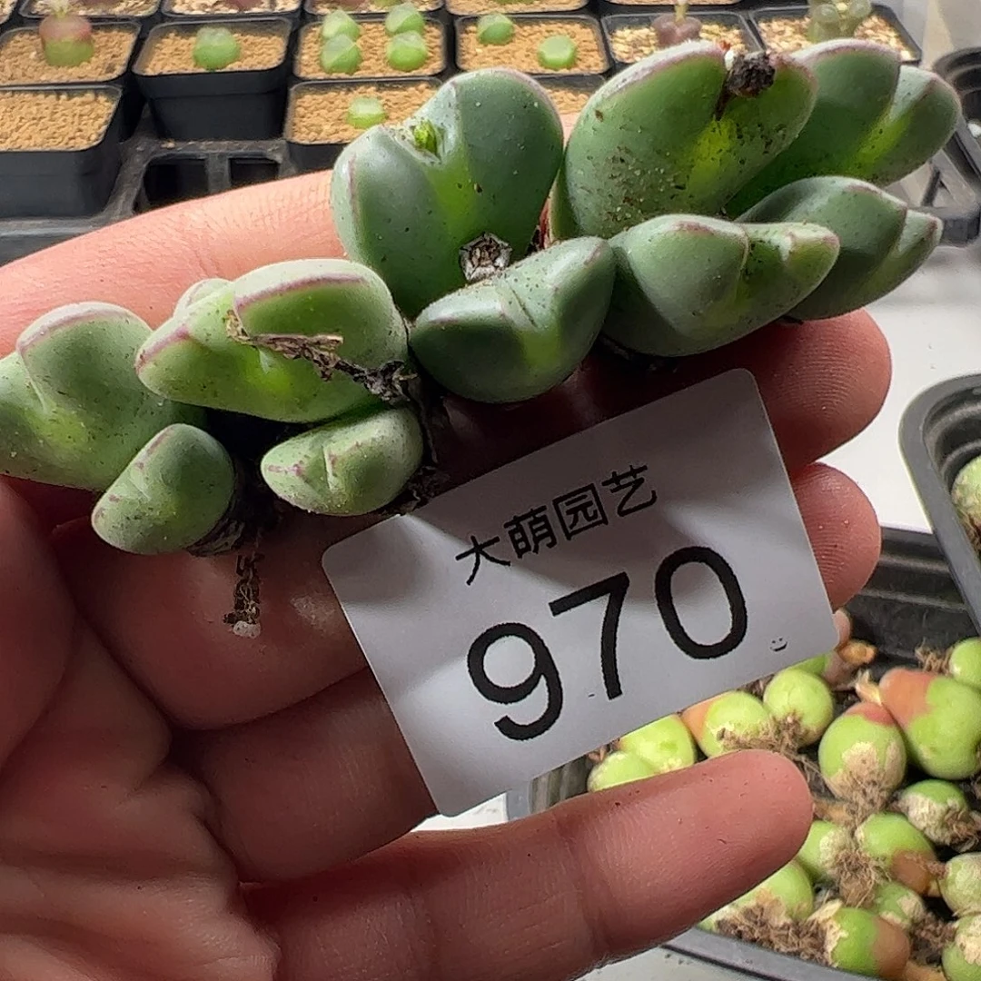 一物一拍。     970