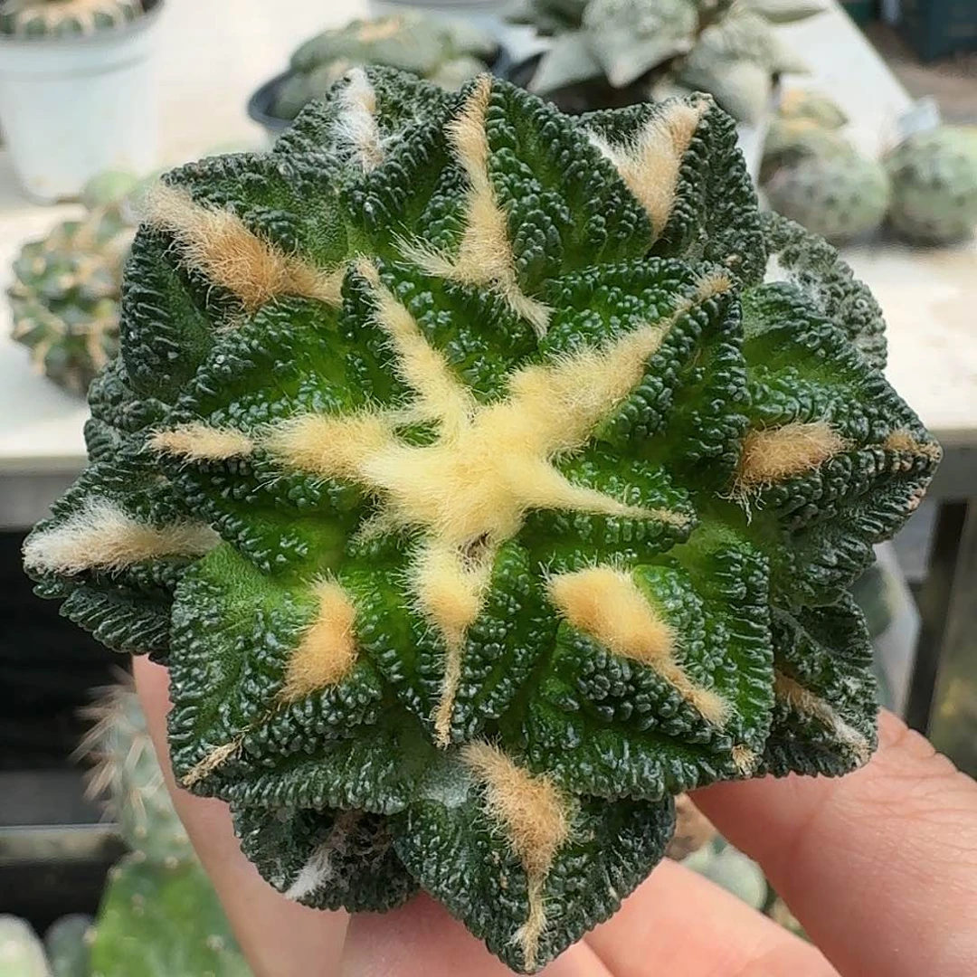 【闪购商品】无花朵小*哥辛顿343