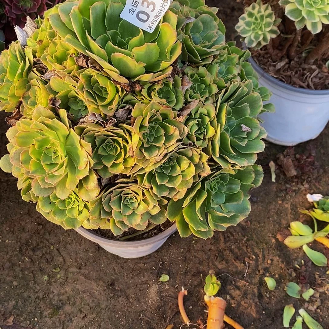 318知夏法师多肉法师锦