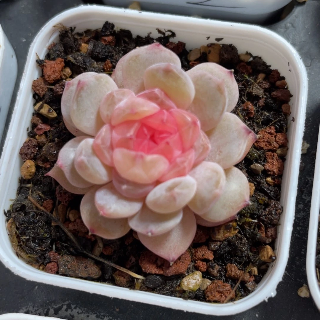 优选落日珍妮多肉2728