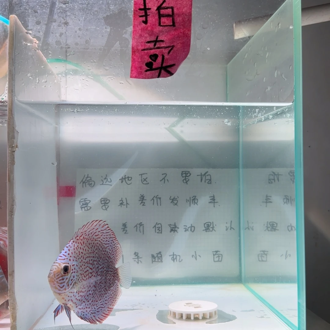 七彩神仙鱼肉身7-8偏远地区不拍