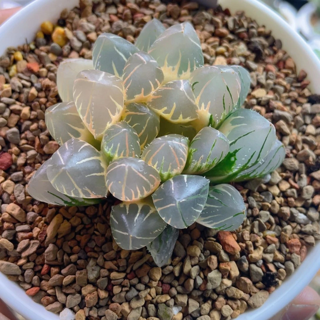 对****.oh玉露锦。