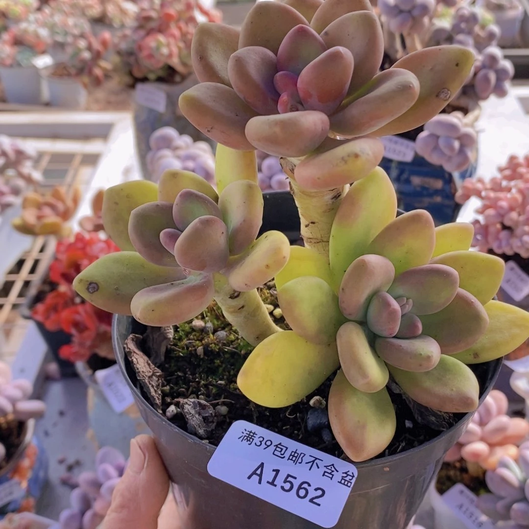 芒果奶老桩12cm1562多肉植物