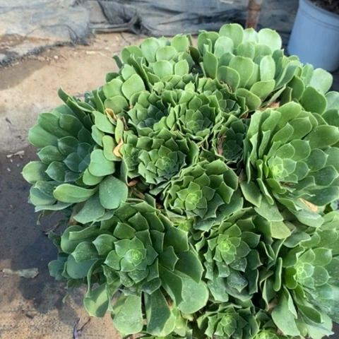 绿羊绒多肉植物023