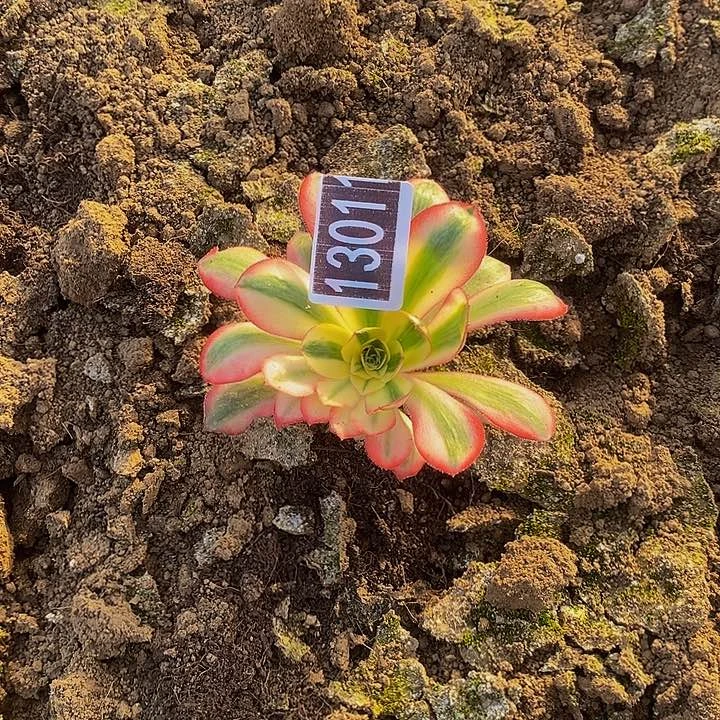 13011号爱丽丝法师