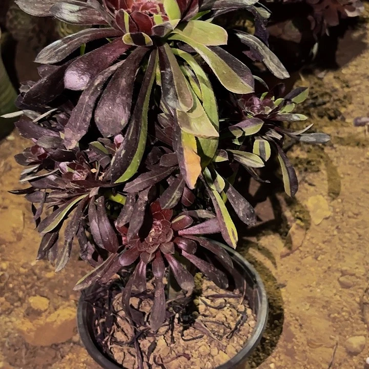 322水墨丹青多肉植物