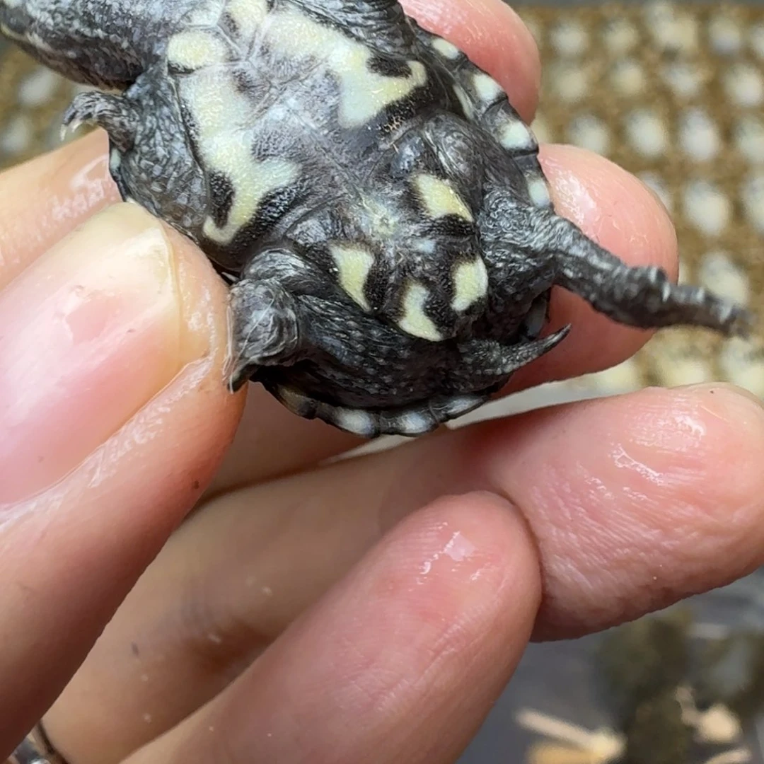 母蛋龟哼****?麝香