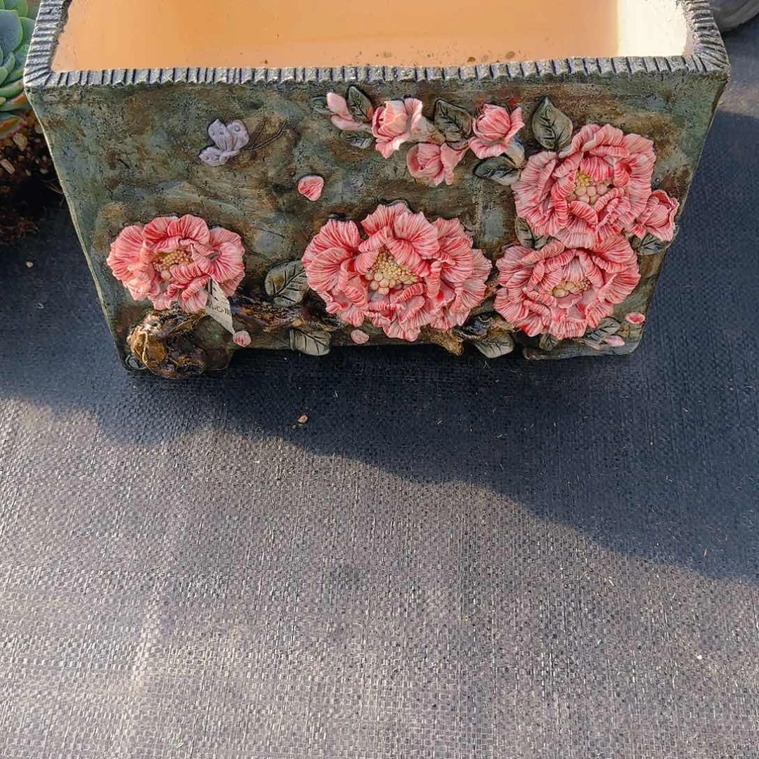 约*冷橙精品老桩多肉