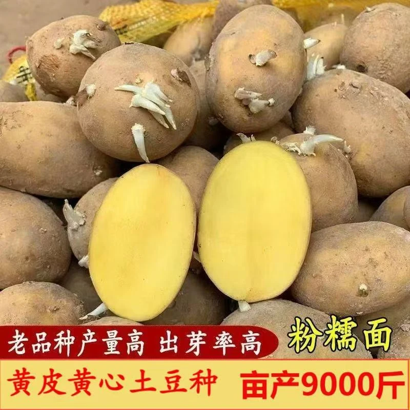 贵州毕节威宁本地农家黄心大小土豆种子马铃薯高山老品种发芽洋芋