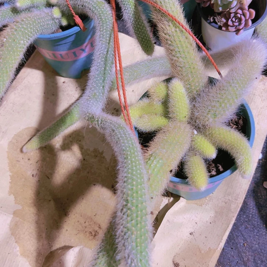 【闪购商品】大群九尾狐16.9