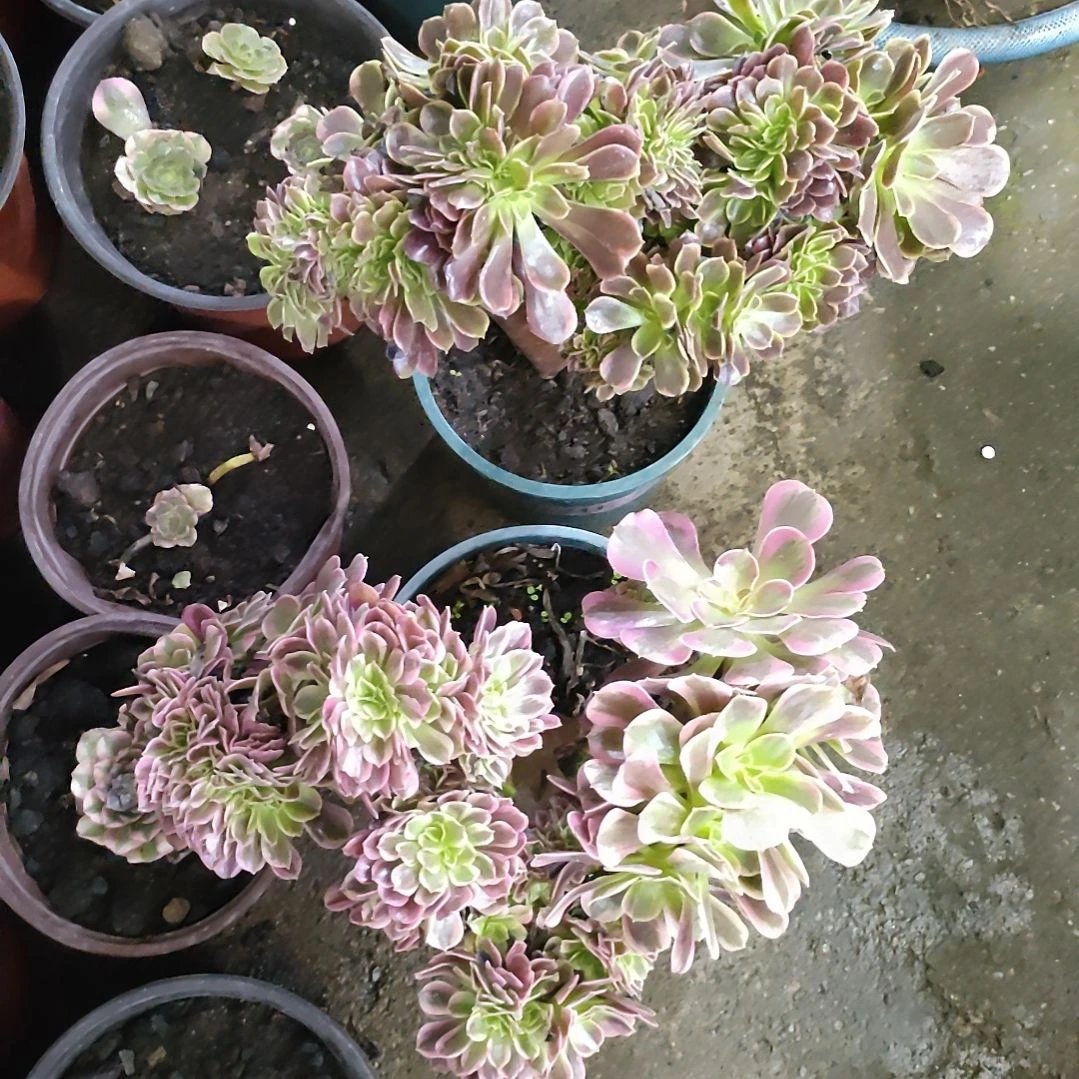 雨*多肉法师锦套餐二颗缀化