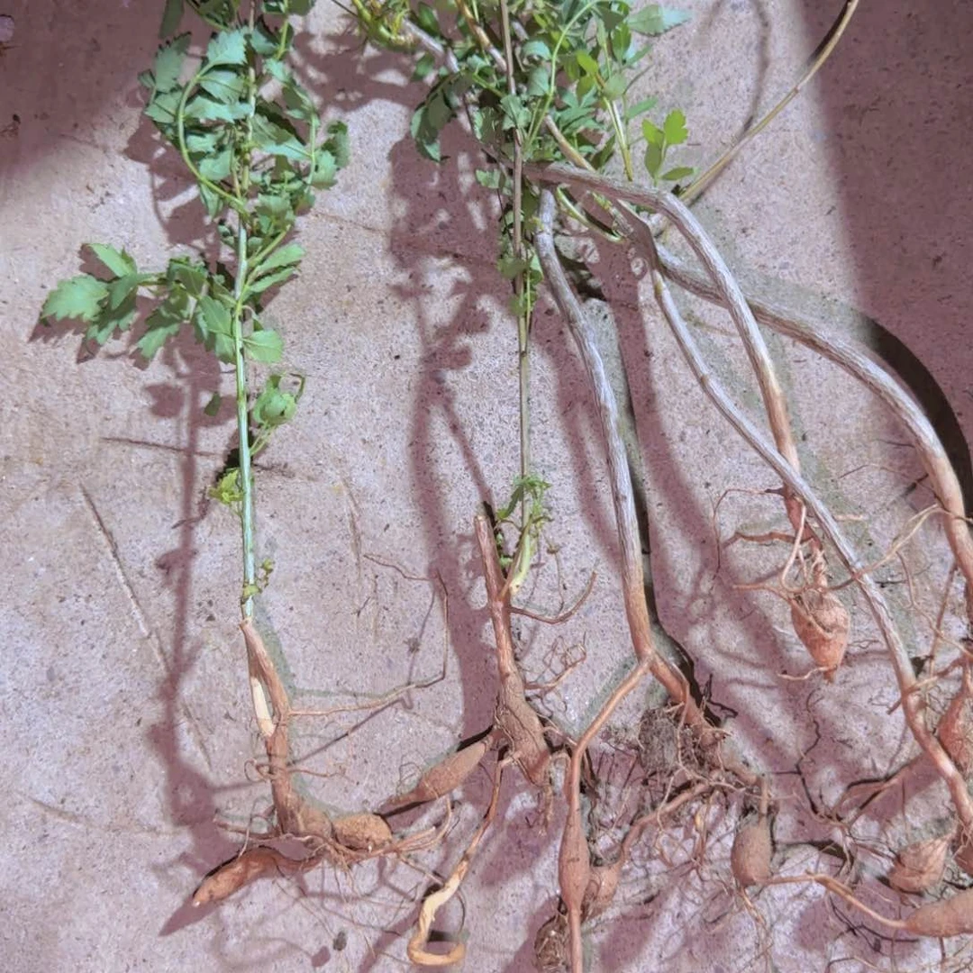 块根植物块根植物