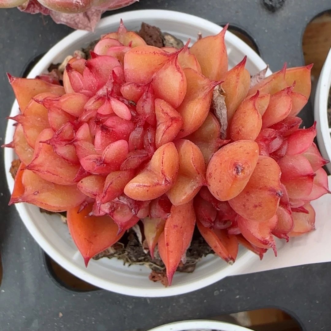 花语逸镜0214-414