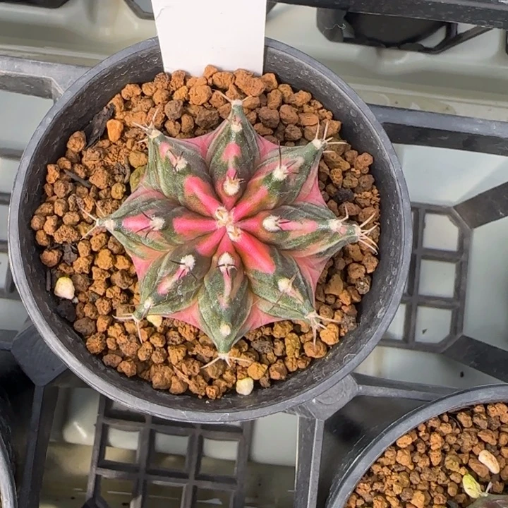 49-0209侧芽脱土发多肉