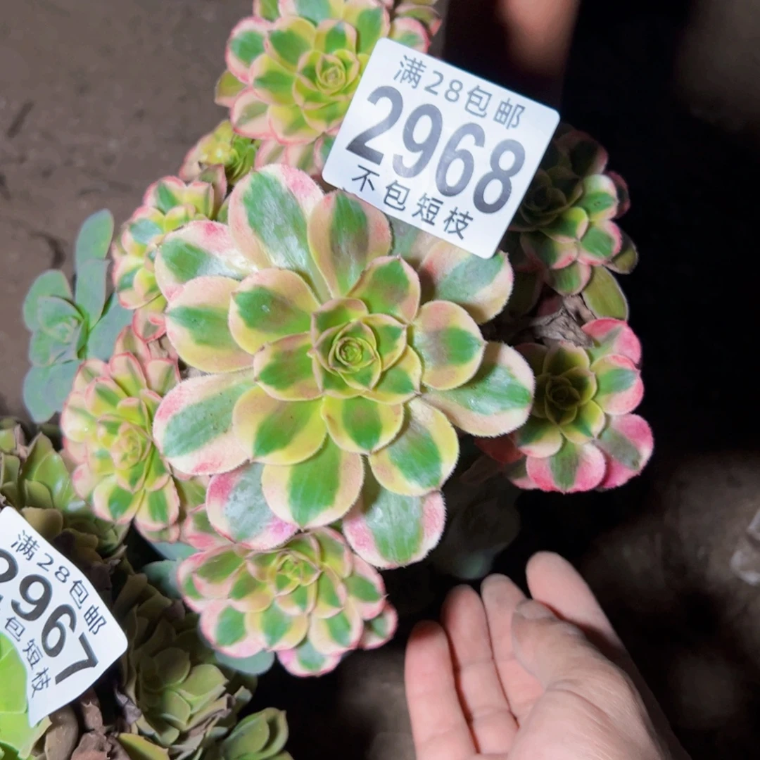 2968无根热恋多肉植物法师