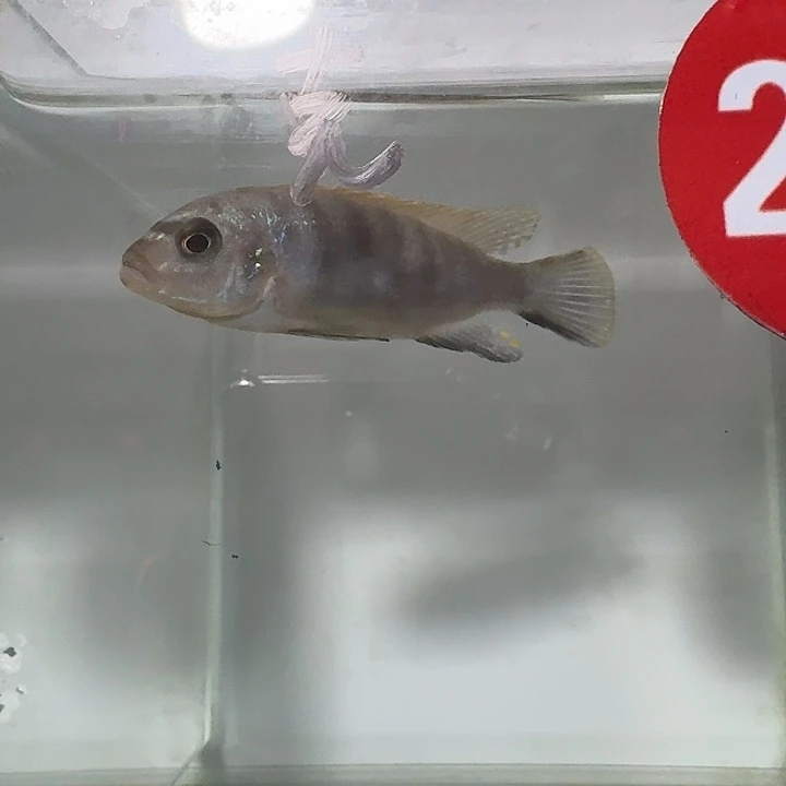 海水201号克里索斑马