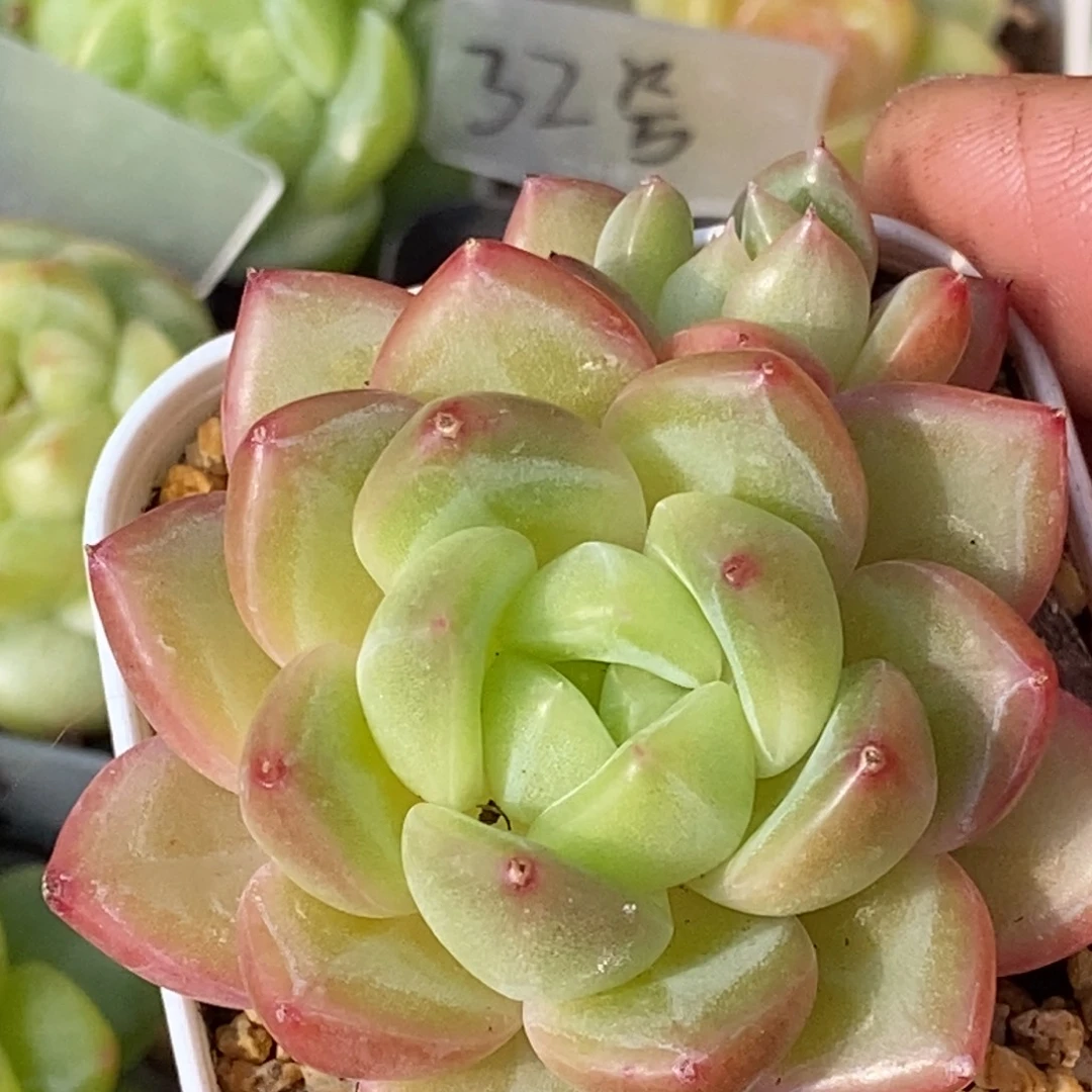 天官赐福百无禁忌