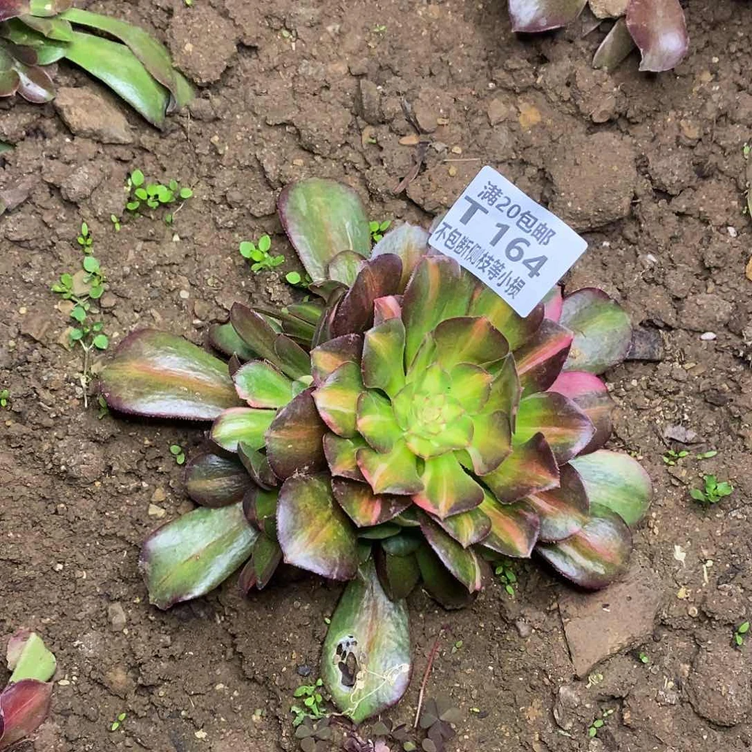 164韶羞七彩多肉法师锦