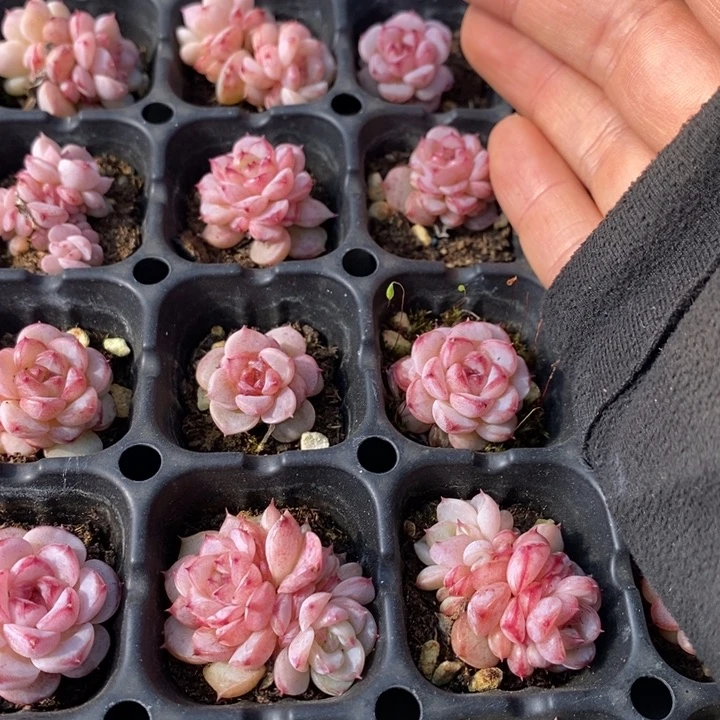 109 多肉植物盆栽花卉