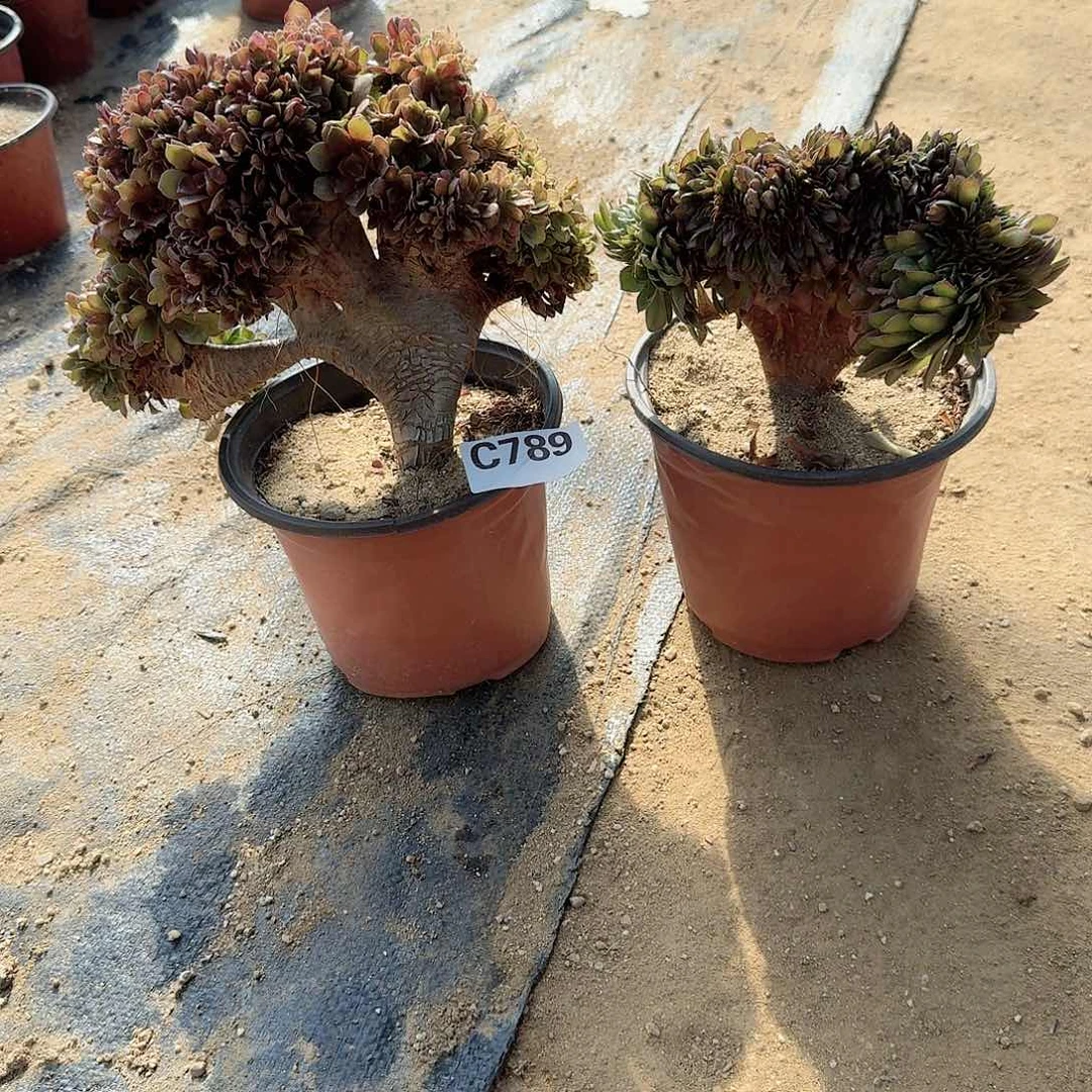 789玫瑰朵朵万缀微瑕共2颗