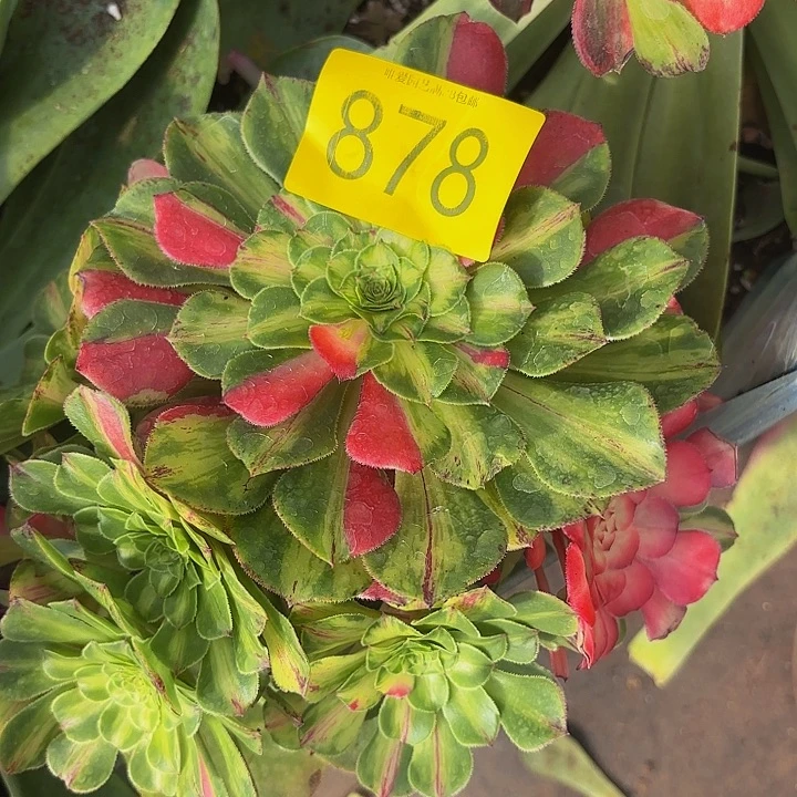多肉植物知否878一