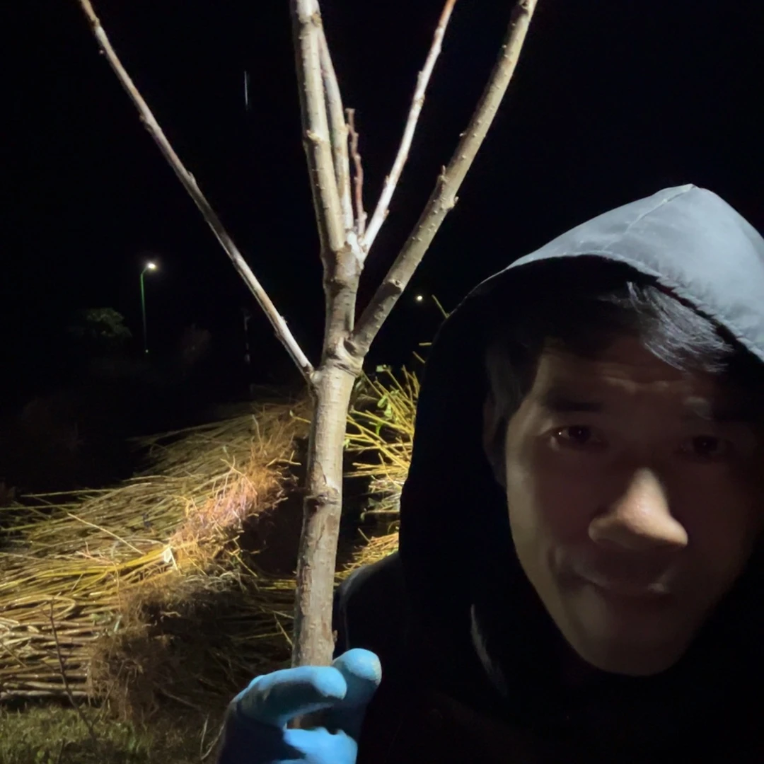 当前无花栽培后可以开花11质保一年