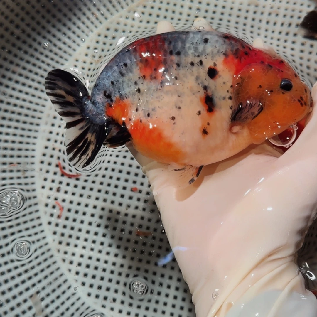 金鱼014 大体兰寿压成