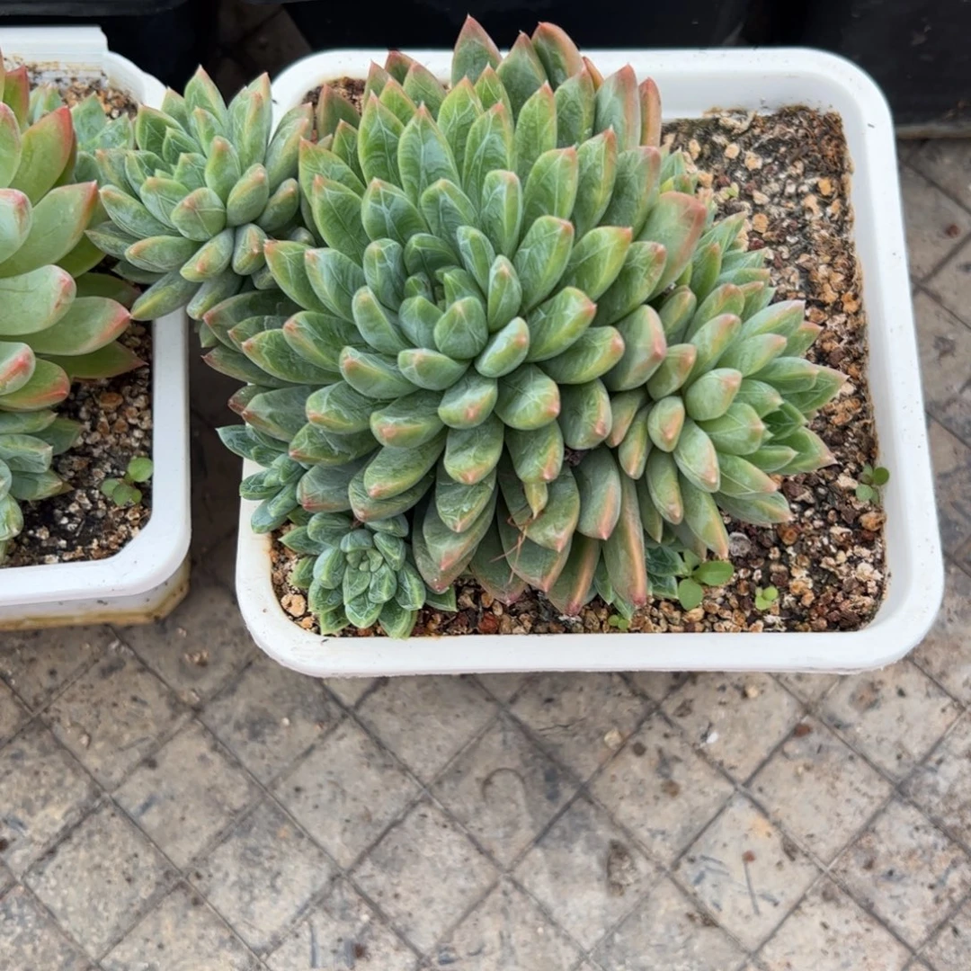 野***治李老大多肉植物美人