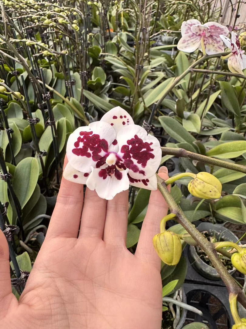 塔塔开【大舌头】3.0寸加高杯蝴蝶兰带花带花苞开花株发货