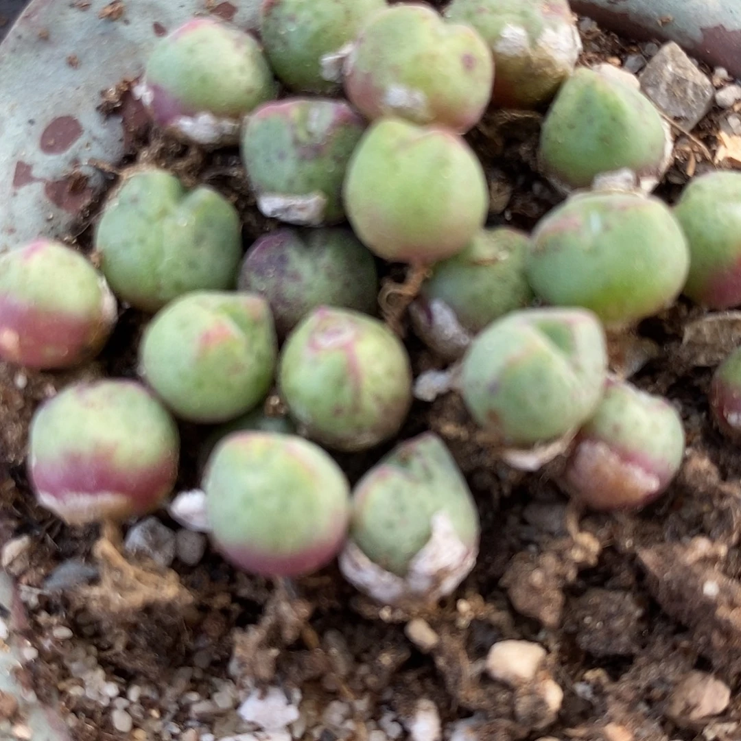 985小猪蹄一颗。