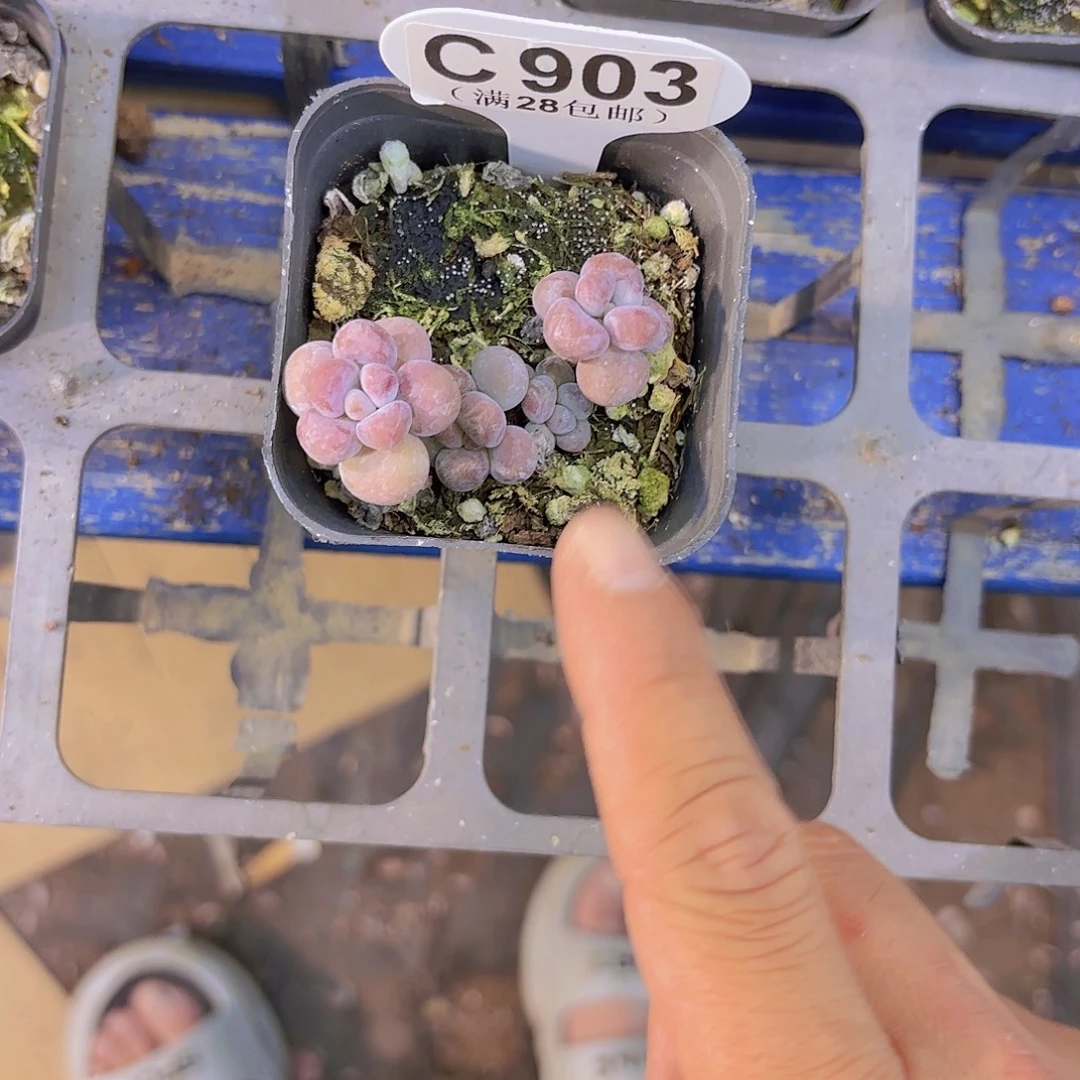 C903桃蛋一物一拍