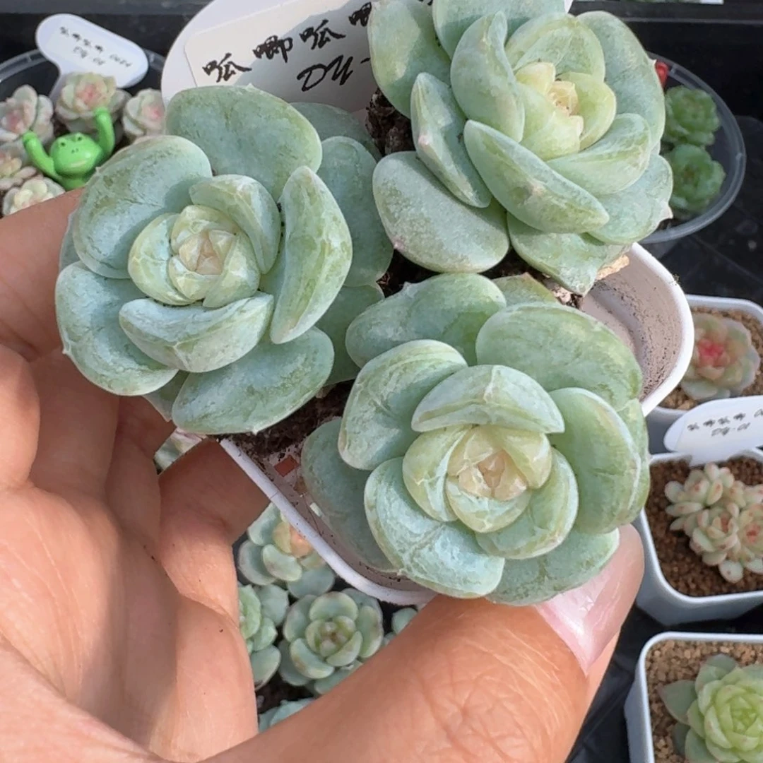 0624-08-芳草九单头量拍