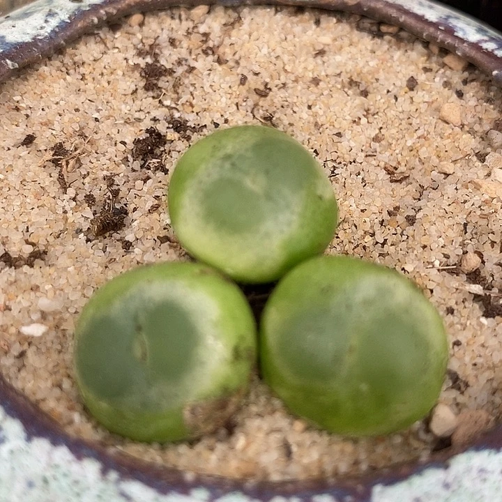 2510拉登一颗