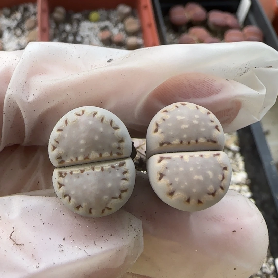 11.1。美美哒c24饼干生石花。8018