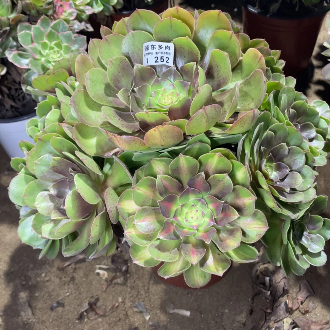 252倾城中班多肉法师断枝不包