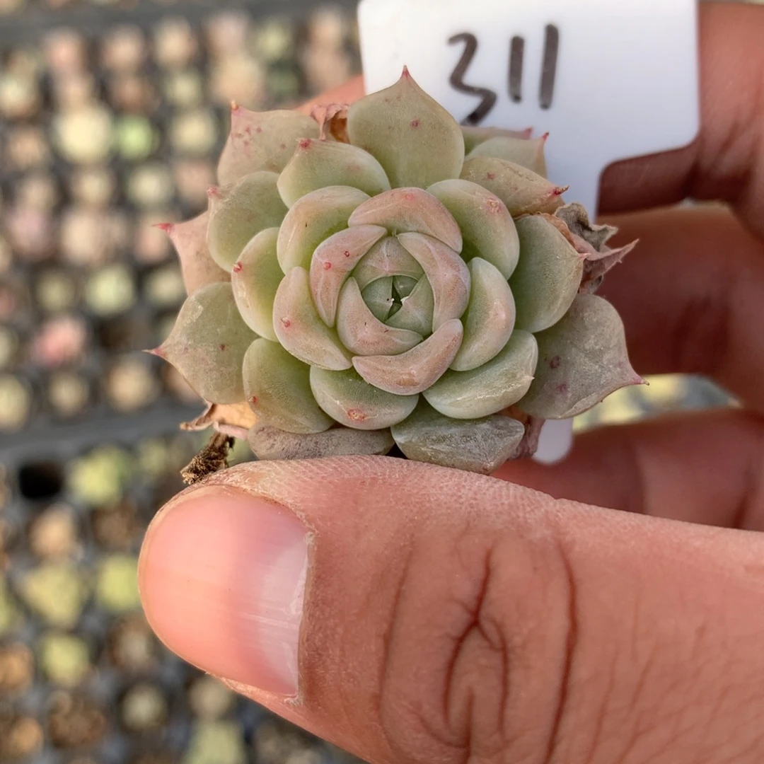 311号双头可育白吉一颗