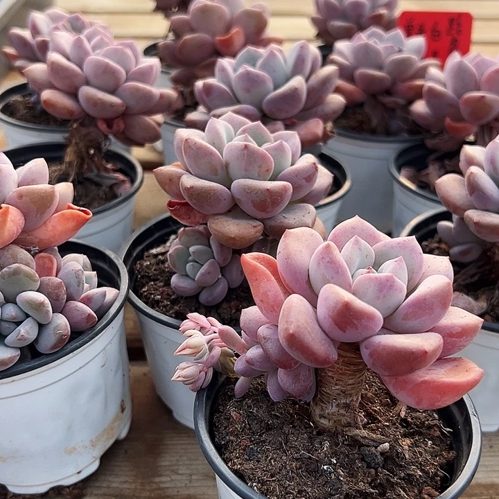 团  036  单头  老桩 白露