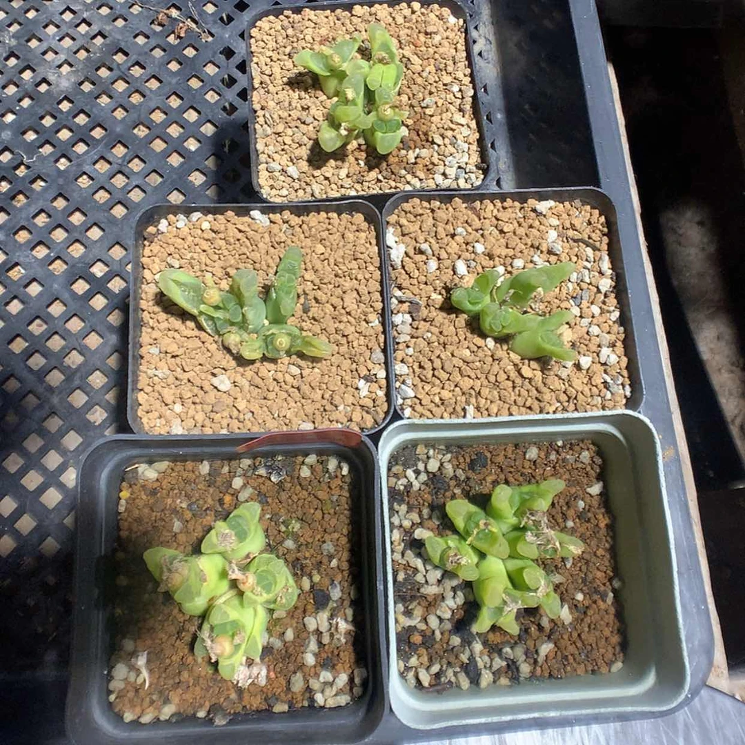 【闪购商品】2-18-28 瑕疵风铃 200飘