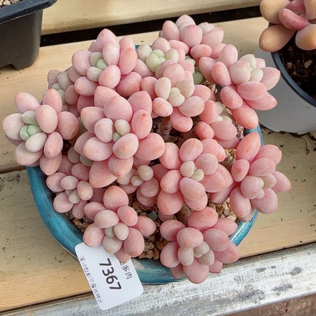 鱼子酱，7367多肉植物