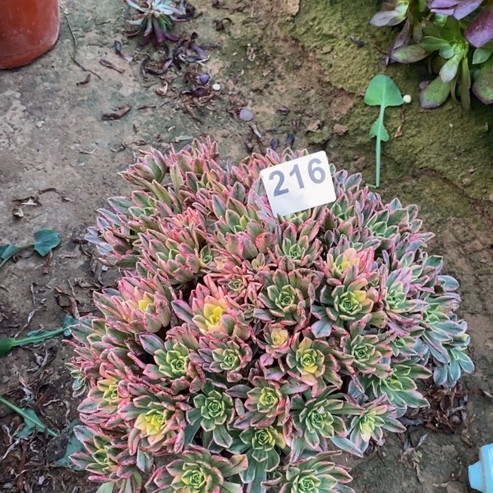 216甜茶手捧多肉