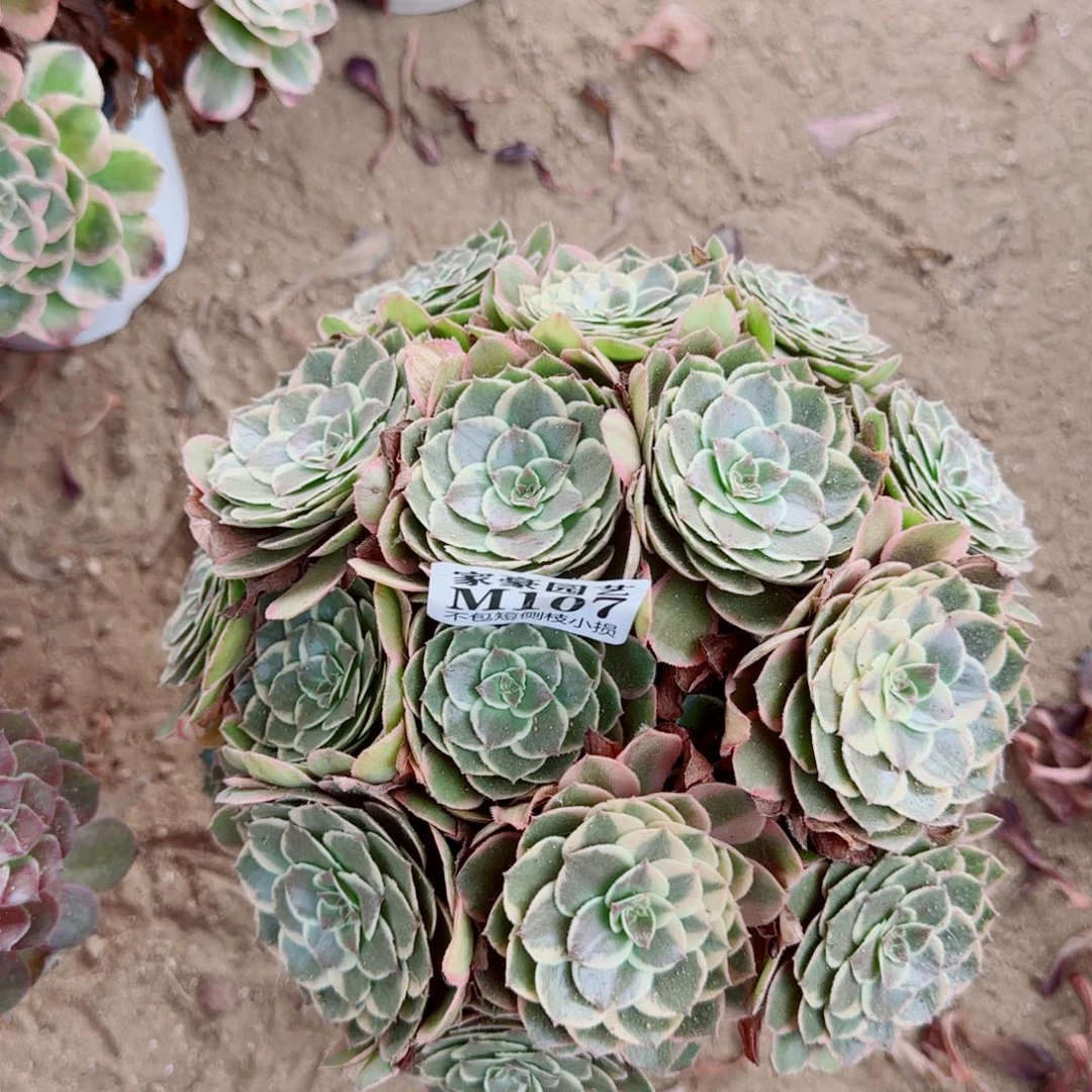粉花妖107冠幅20左右