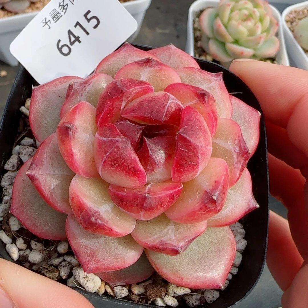 乌云，6415多肉植物