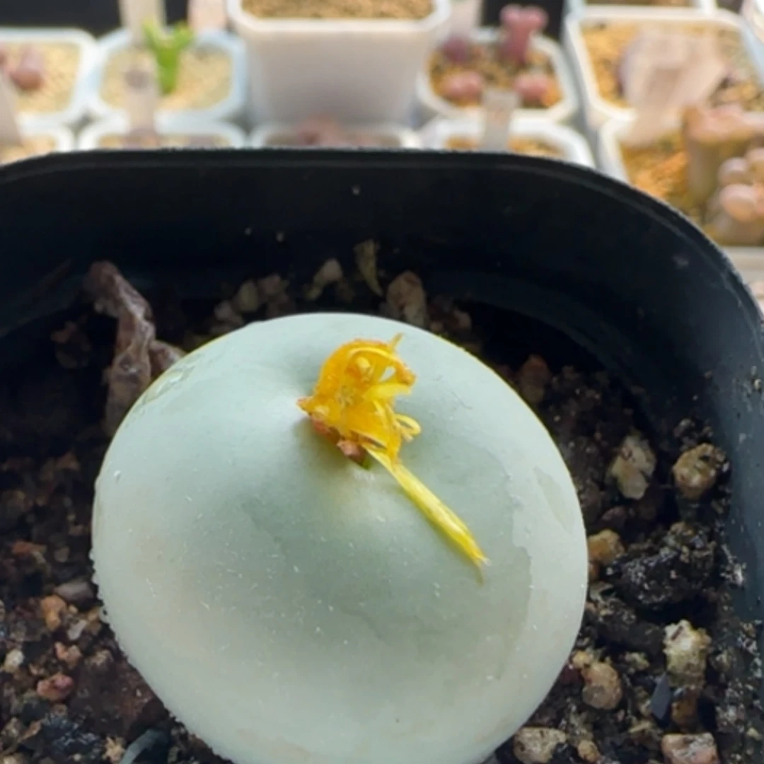 【闪购商品】百***籽21323鸽子蛋