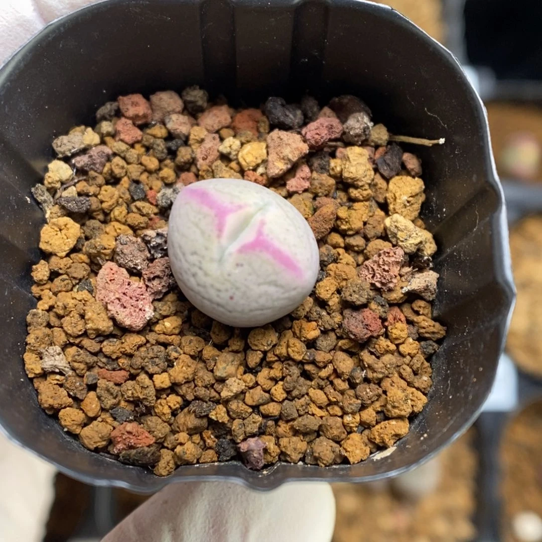 多肉植物肉锥杂交K-495 球体奶油粉