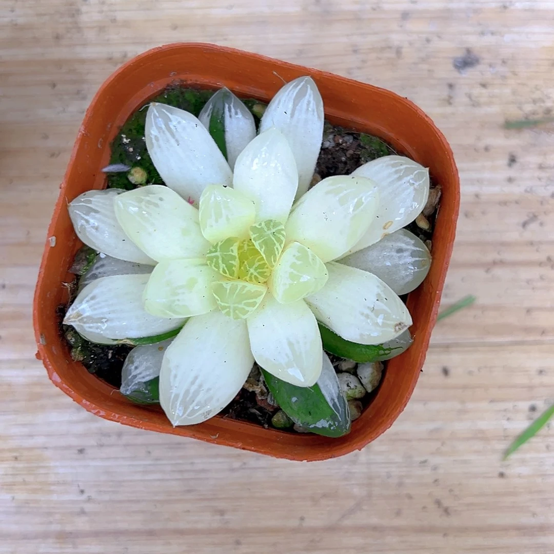 苏州玉露锦多肉多肉多肉多肉